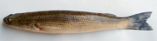 Chokko bata-fish