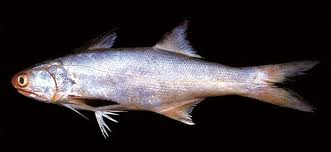 Lakka fish