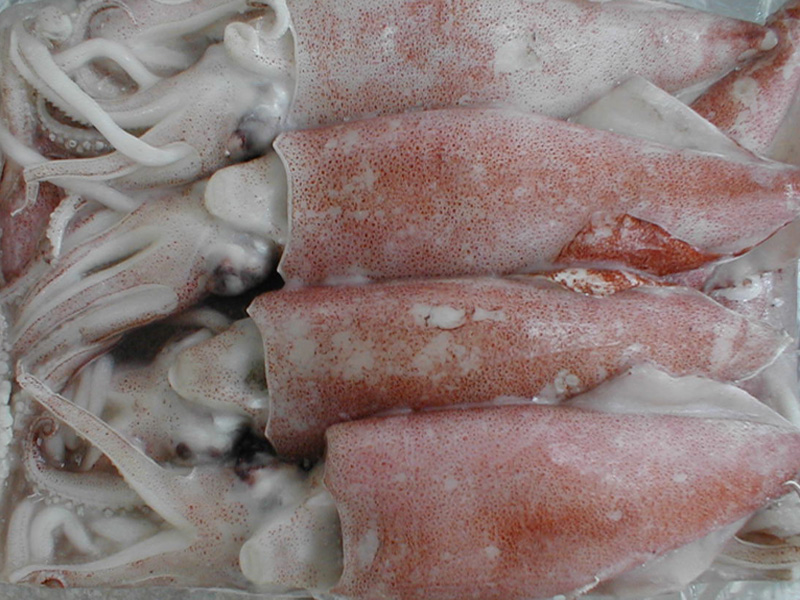 SQUID FISH