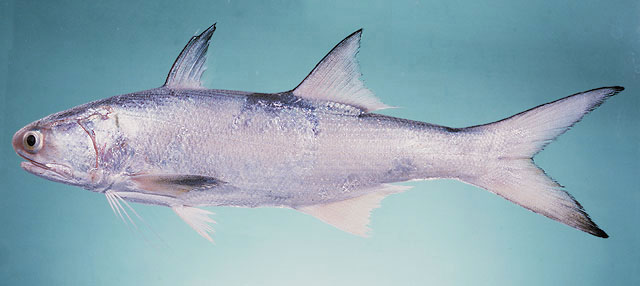 Tailla fish