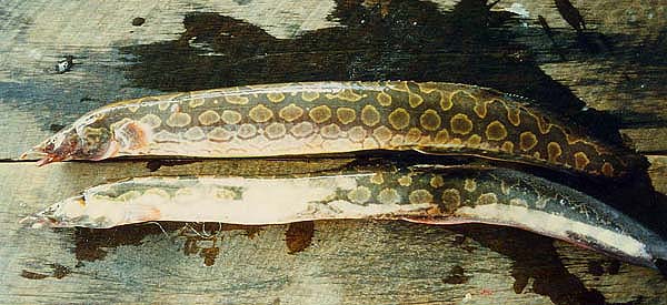 long baim fish